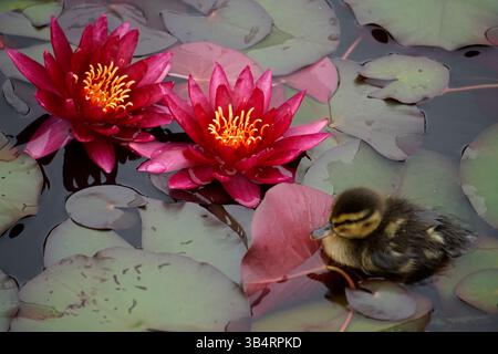 Beautiful Animals: Fresh Wildlife and Pet Photo Archive Update