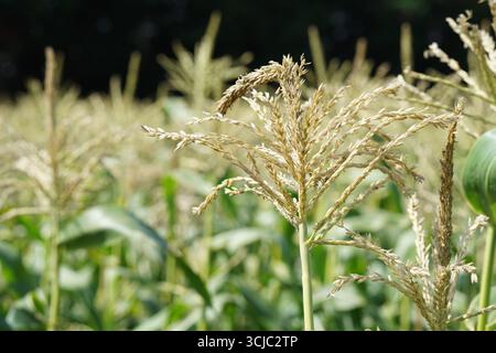 Golden Fields of Milford – The Sweet Corn Harvest