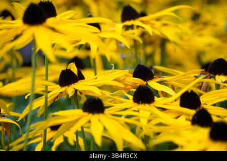 Blooming Beauty: Hundreds of Flowers Captured in Photos